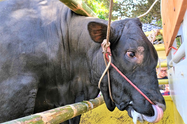 Daerah Istimewa Yogyakarta Terima Sapi Aberdeen Angus Seberat 1.030 Kg Dari Presiden RI