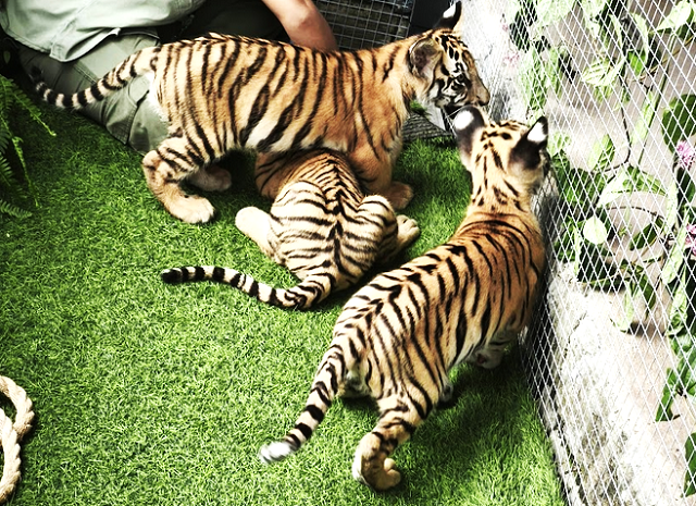 Selama Libur Lebaran Pengunjung Solo Safari Disuguhi Kelahiran Tiga Bayi Harimau Benggala