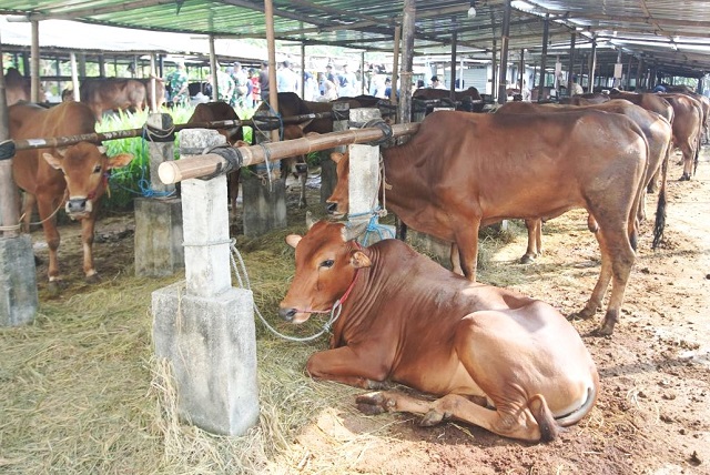 Sapi Sehat dan Surplus, KULON PROGO Terapkan Skrining Ketat Berlapis Terhadap Hewan Kurban